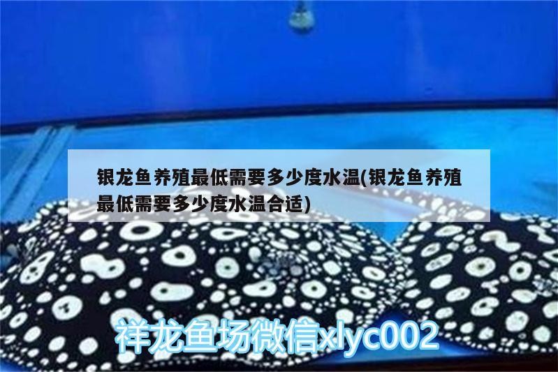 銀龍魚養殖最低需要多少度水溫(銀龍魚養殖最低需要多少度水溫合適)