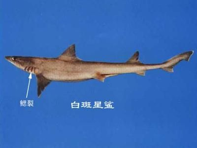 六安龍魚vs祥龍魚場(chǎng)（六安龍魚與祥龍魚場(chǎng)之間的差異）