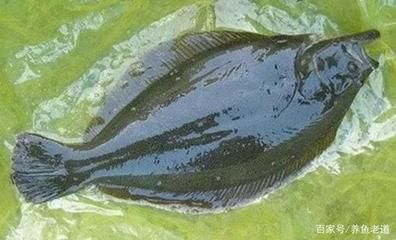 魟魚淡水魚嗎能養嗎有毒嗎：魟魚是指淡水魚，而是既有淡水品種也有海水品種也有海水品種