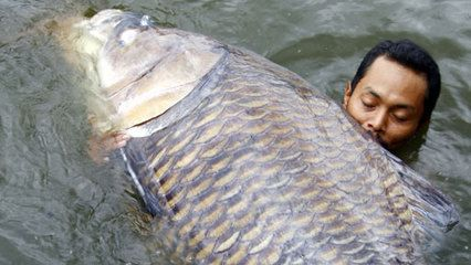 魟魚淡水魚嗎能養嗎有毒嗎：魟魚是指淡水魚，而是既有淡水品種也有海水品種也有海水品種