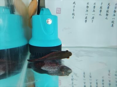 魟魚(yú)濾材怎么洗：養(yǎng)魟魚(yú)時(shí)濾材怎么洗[需手動(dòng)填充]魚(yú)濾材怎么洗[需手動(dòng)填充]魚(yú)濾材怎么洗