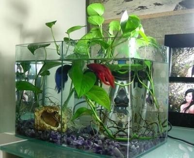 不想要的魚缸怎么處理好：不想要的魚缸可以根據其狀況和用途和用途進行不同的處理