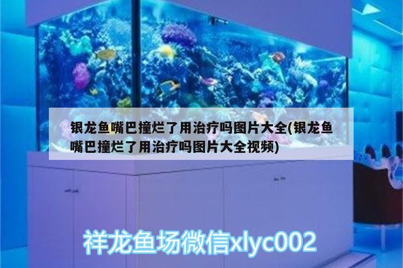 銀龍魚嘴巴撞爛了用治療嗎圖片大全(銀龍魚嘴巴撞爛了用治療嗎圖片大全視頻)