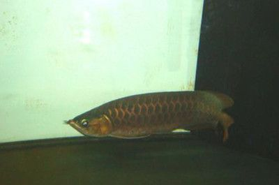 龍魚怎么樣養(yǎng)才能養(yǎng)活一些：養(yǎng)殖龍魚需要注意的幾個(gè)關(guān)鍵點(diǎn)