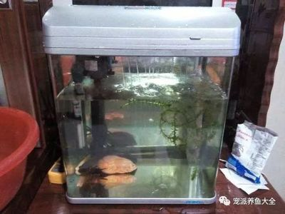 2米魚缸養錦鯉效果圖視頻：2米魚缸養錦鯉效果圖