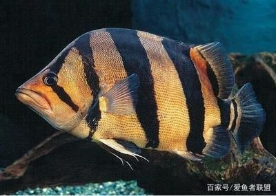 印尼虎魚和泰國虎魚的區(qū)別是什么:印尼虎魚和泰國虎魚的區(qū)別 虎魚百科 第1張 印尼虎魚和泰國虎魚的區(qū)別是什么:印尼虎魚和泰國虎魚的區(qū)別 印尼虎魚和泰國虎魚的區(qū)別是什么:印尼虎魚和泰國虎魚的區(qū)別 虎魚百科 第1張
