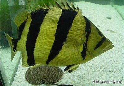 印尼虎魚和泰國虎魚的區(qū)別是什么：印尼虎魚和泰國虎魚的區(qū)別 印尼虎魚和泰國虎魚的區(qū)別是什么：印尼虎魚和泰國虎魚的區(qū)別 虎魚百科 第3張