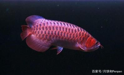 龍魚吃的活食物要經(jīng)過處理嗎（龍魚吃的活食物一定要經(jīng)過處理嗎？）