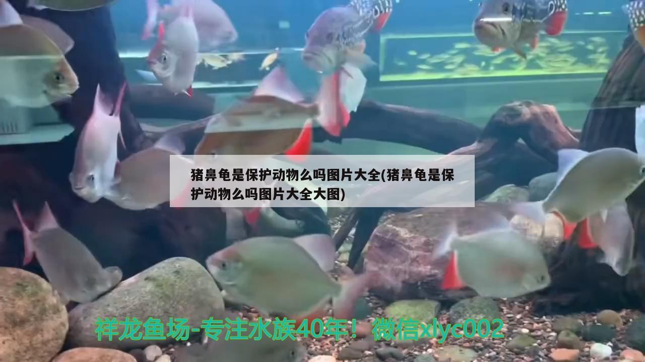 豬鼻龜是保護動物么嗎圖片大全(豬鼻龜是保護動物么嗎圖片大全大圖)