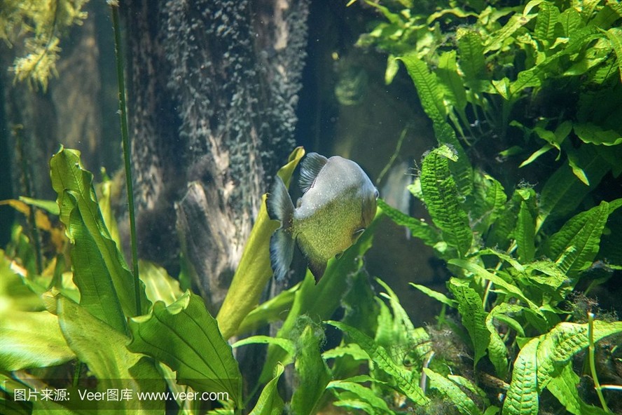 虎魚 野生：野生虎魚是一種廣泛分布且具有經濟價值的魚類