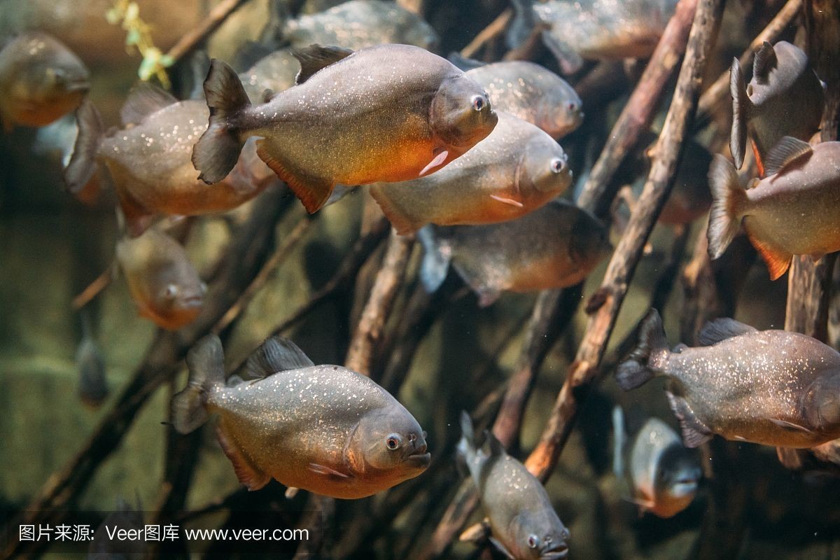 虎魚 野生：野生虎魚是一種廣泛分布且具有經濟價值的魚類