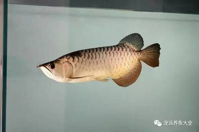 龍魚吧 百度貼吧論壇，龍魚吧百度貼吧論壇