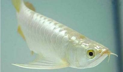 白龍魚是什么顏色的魚 白龍魚是什么顏色的魚 龍魚百科 第1張