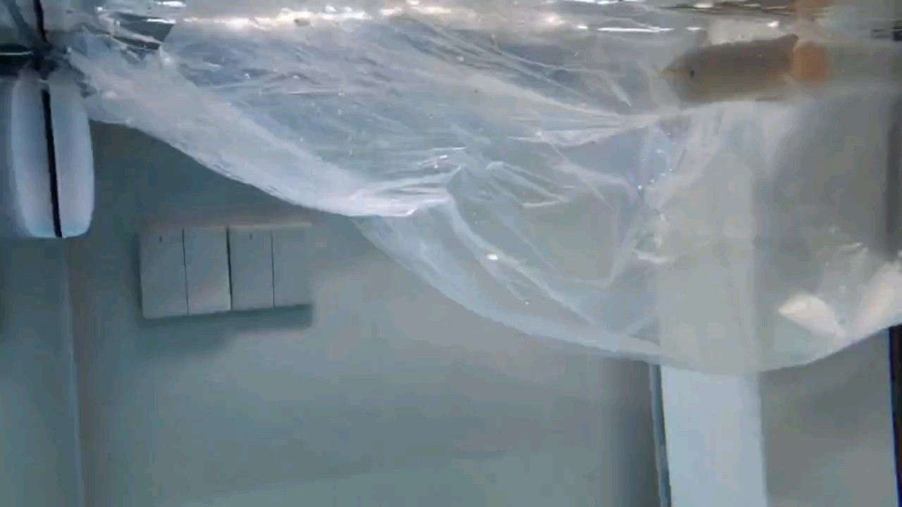 小龍魚變大龍魚，一年好快。