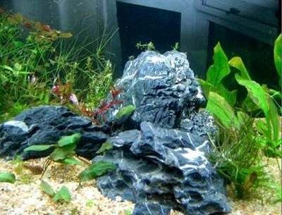 22厘米魚缸怎么造景：沉木和石頭在魚缸造景中的作用