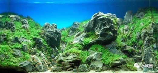 22厘米魚缸怎么造景：沉木和石頭在魚缸造景中的作用