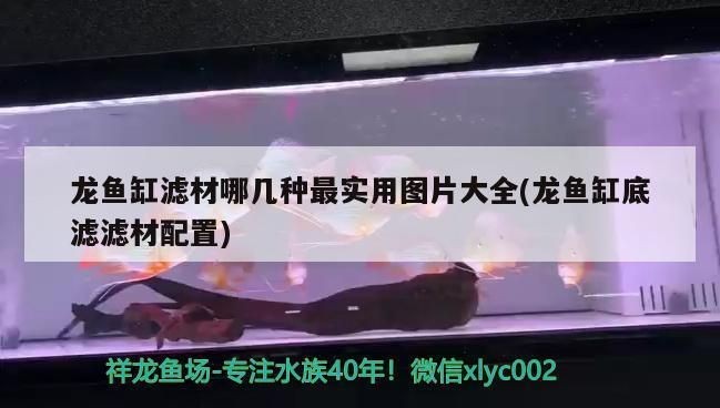 紅龍魚底濾濾材的搭配：如何檢測紅龍魚水中的有害物質