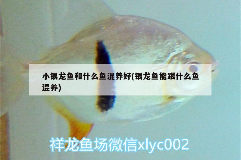 小銀龍魚和什么魚混養(yǎng)好(銀龍魚能跟什么魚混養(yǎng))