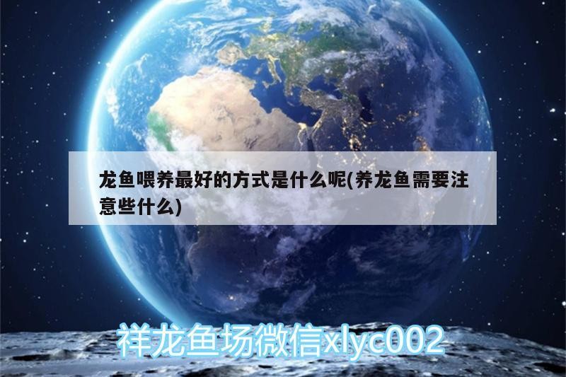 龍魚喂養最好的方式是什么呢(養龍魚需要注意些什么)
