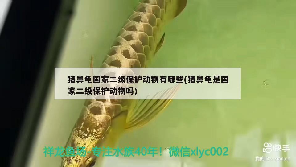 豬鼻龜國家二級保護動物有哪些(豬鼻龜是國家二級保護動物嗎)