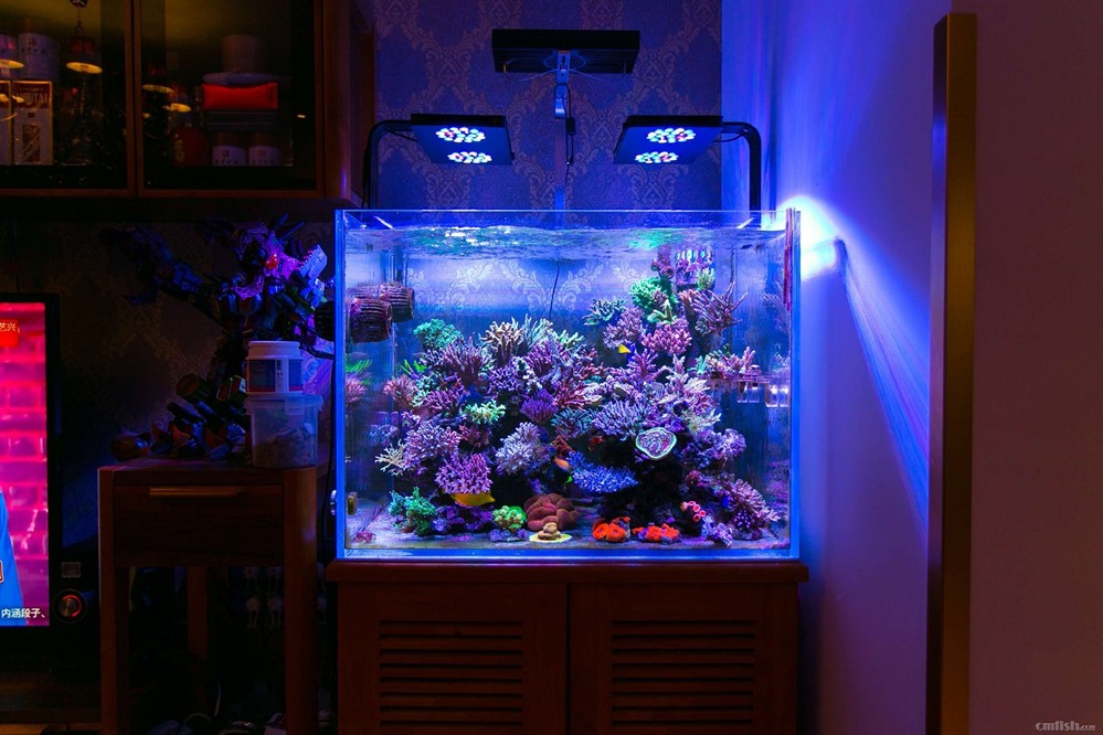 八爪魚魚缸：八爪魚飼養技巧