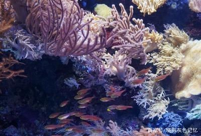 八爪魚魚缸：八爪魚飼養技巧