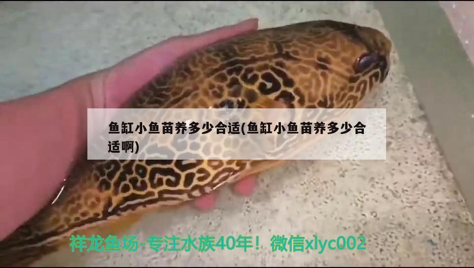 魚缸小魚苗養多少合適(魚缸小魚苗養多少合適啊)