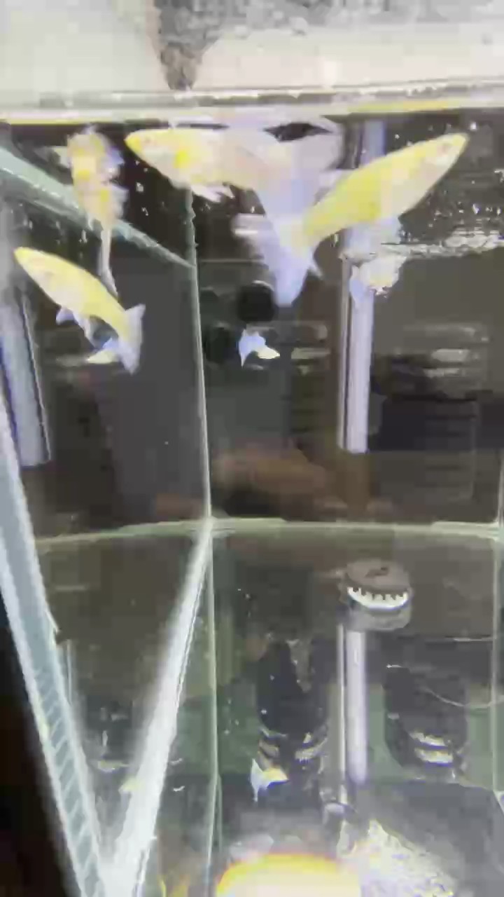 自由自在的小魚