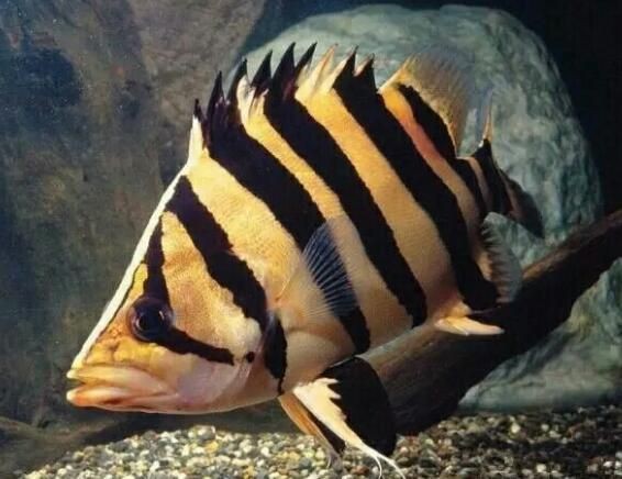 虎魚養多久才有30cm：虎魚生長到不同長度所需時間