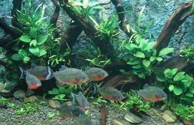 虎魚養多久才有30cm：虎魚生長到不同長度所需時間