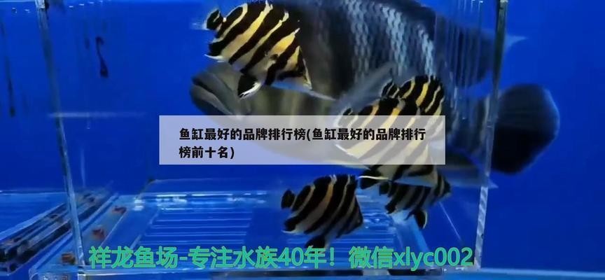 創寧水泵和森森水泵哪個好用（創寧水泵和森森水泵哪個好用些） 創寧水泵和森森水泵哪個好用（創寧水泵和森森水泵哪個好用些） 創寧水族