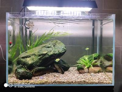 30厘米小魚缸造景多少錢：30厘米的小魚缸造景價格大致價格范圍是多少