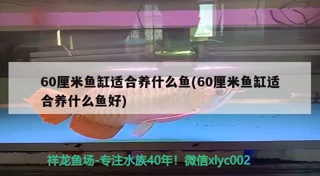 60厘米魚缸適合養(yǎng)什么魚(60厘米魚缸適合養(yǎng)什么魚好)