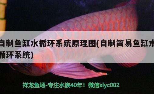 如何養金龍魚變金色