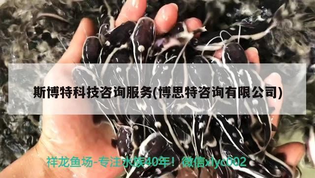 斯博特科技咨詢服務(博思特咨詢有限公司)