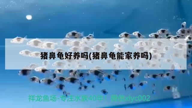 豬鼻龜好養嗎(豬鼻龜能家養嗎)