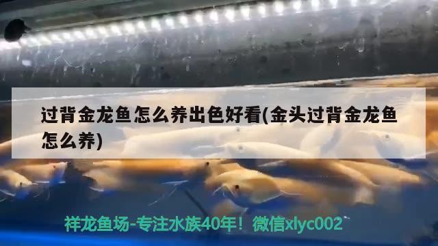 過背金龍魚怎么養(yǎng)出色好看(金頭過背金龍魚怎么養(yǎng))