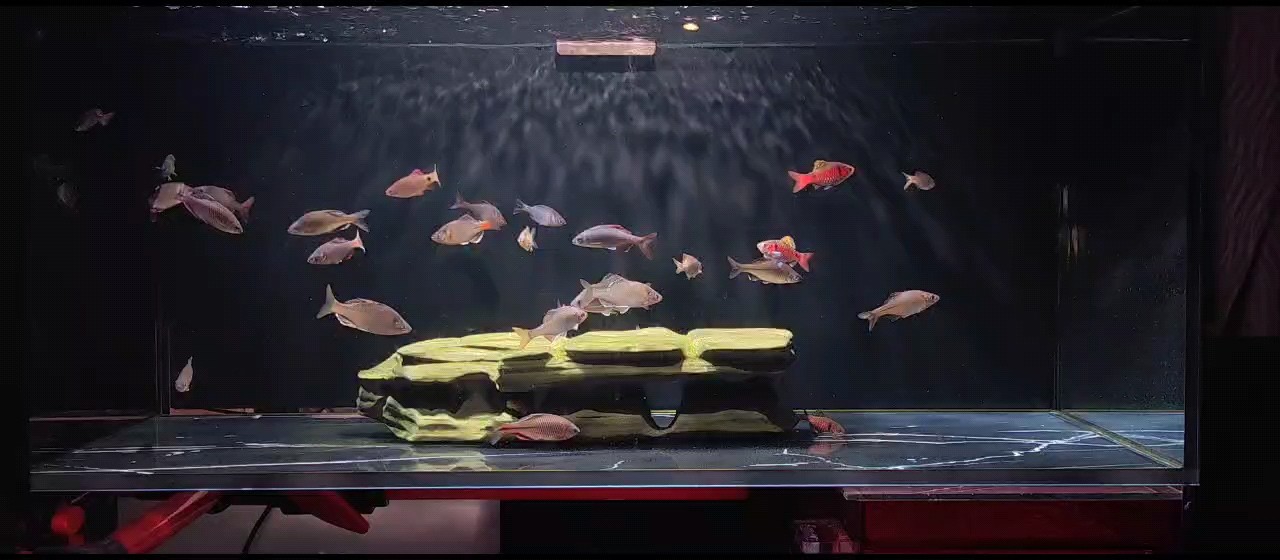 夏天的魚