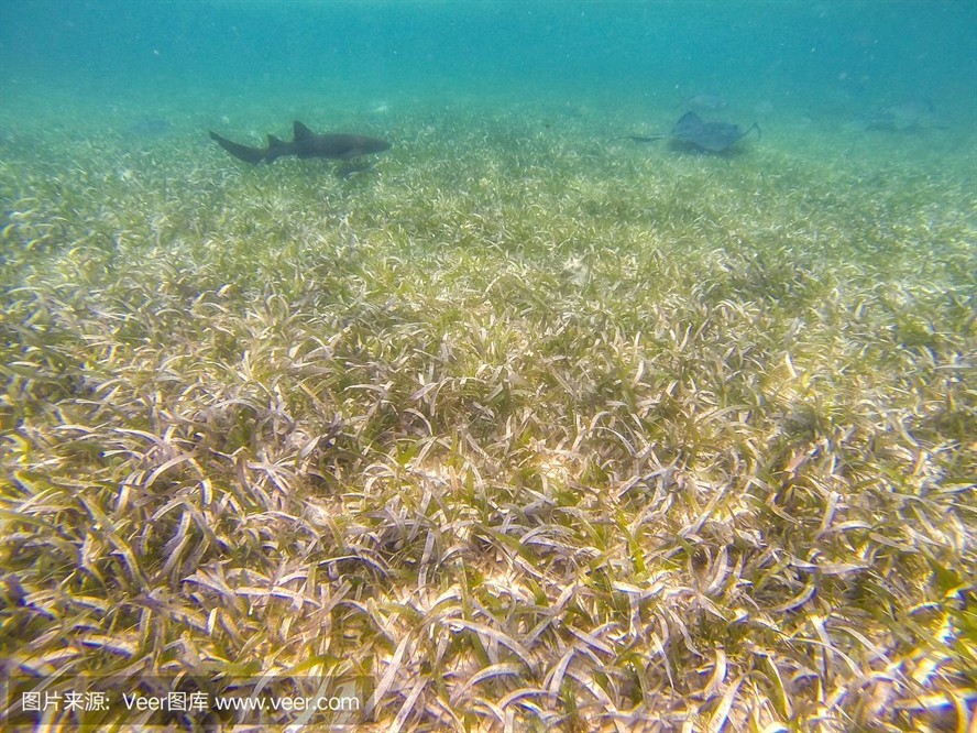 魟魚進缸多久算穩定適應環境了：魟魚進缸后多久可以穩定適應環境？