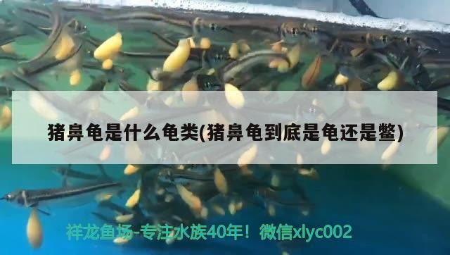 豬鼻龜是什么龜類(豬鼻龜到底是龜還是鱉)