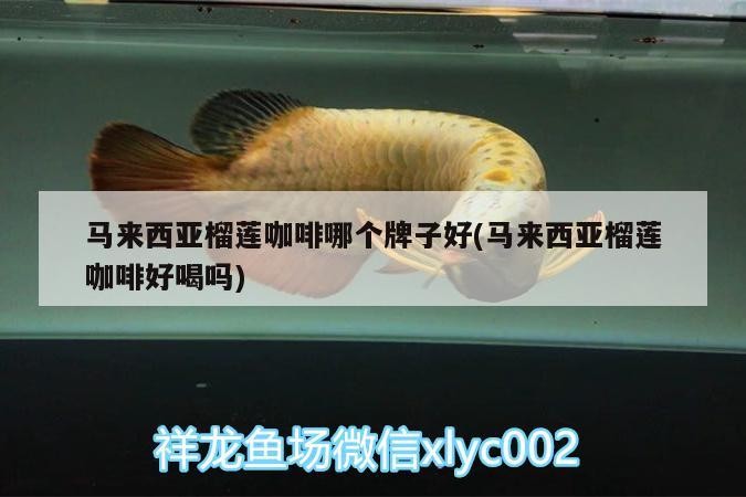 馬來西亞榴蓮咖啡哪個牌子好(馬來西亞榴蓮咖啡好喝嗎)