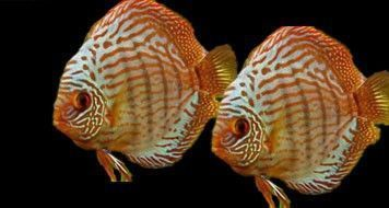 博特魚缸好嗎值得買嗎（博特魚缸好嗎值得買嗎知乎）
