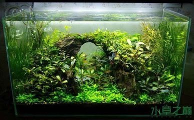 30魚缸造景效果圖：30魚缸造景的注意事項