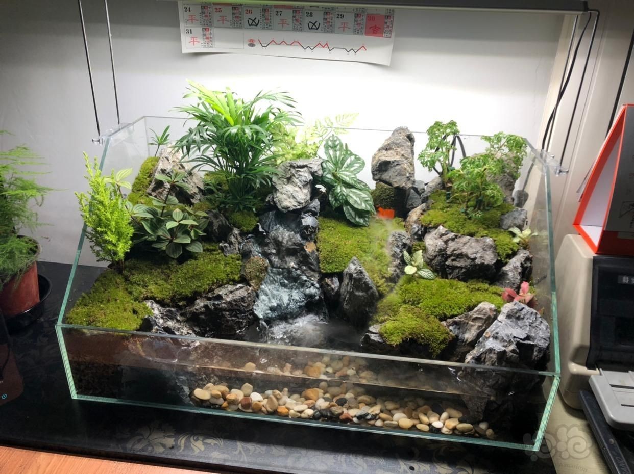 30魚缸造景效果圖：30魚缸造景的注意事項