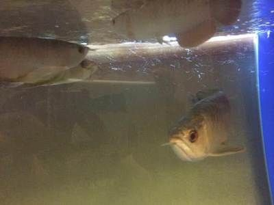 包頭龍魚vs祥龍魚場(包頭龍魚與祥龍魚場哪個好) 全國水族館企業名錄 第4張 包頭龍魚vs祥龍魚場(包頭龍魚與祥龍魚場哪個好) 包頭龍魚vs祥龍魚場(包頭龍魚與祥龍魚場哪個好) 全國水族館企業名錄 第4張