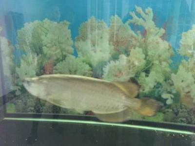 包頭龍魚vs祥龍魚場(包頭龍魚與祥龍魚場哪個好) 全國水族館企業名錄 第3張 包頭龍魚vs祥龍魚場(包頭龍魚與祥龍魚場哪個好) 包頭龍魚vs祥龍魚場(包頭龍魚與祥龍魚場哪個好) 全國水族館企業名錄 第3張