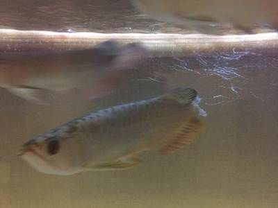 包頭龍魚vs祥龍魚場(包頭龍魚與祥龍魚場哪個好) 全國水族館企業名錄 第5張 包頭龍魚vs祥龍魚場(包頭龍魚與祥龍魚場哪個好) 包頭龍魚vs祥龍魚場(包頭龍魚與祥龍魚場哪個好) 全國水族館企業名錄 第5張