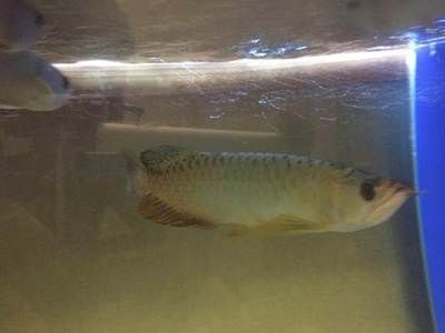 包頭龍魚vs祥龍魚場(包頭龍魚與祥龍魚場哪個好) 全國水族館企業名錄 第6張 包頭龍魚vs祥龍魚場(包頭龍魚與祥龍魚場哪個好) 包頭龍魚vs祥龍魚場(包頭龍魚與祥龍魚場哪個好) 全國水族館企業名錄 第6張