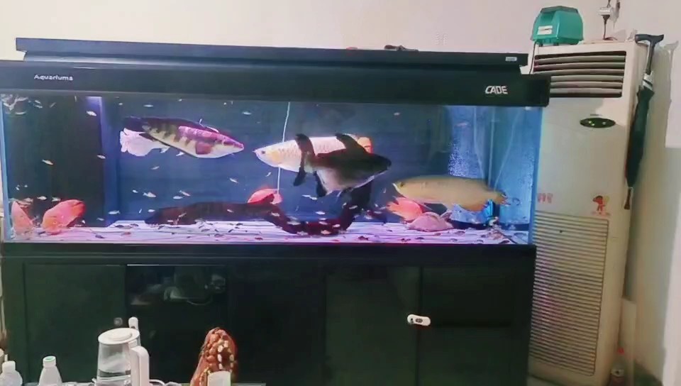 換魚