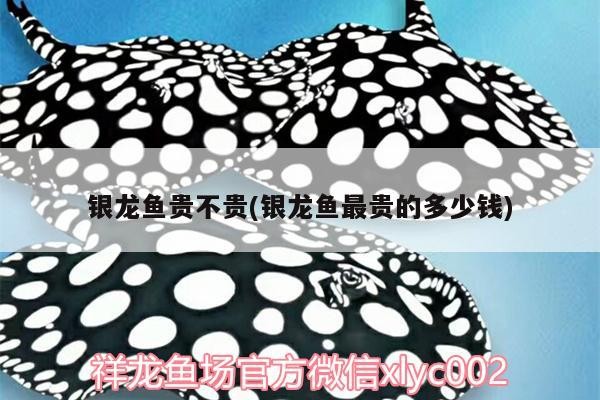 銀龍魚貴不貴(銀龍魚最貴的多少錢)